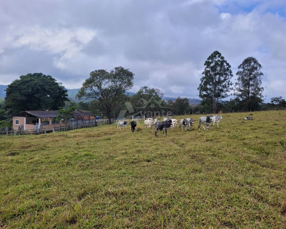 FAZENDA EM REZENDE DE COSTA (56)