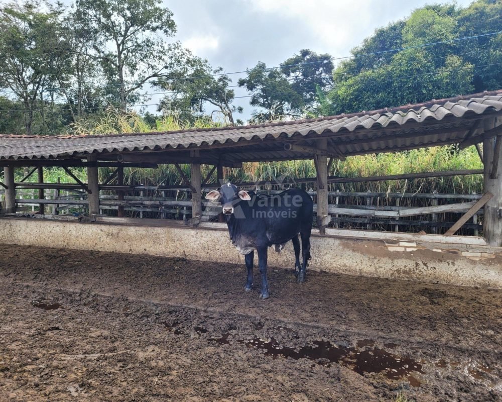 FAZENDA EM REZENDE DE COSTA (62)